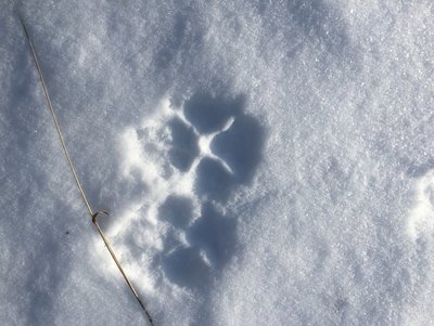 Рысь тусовалась активно